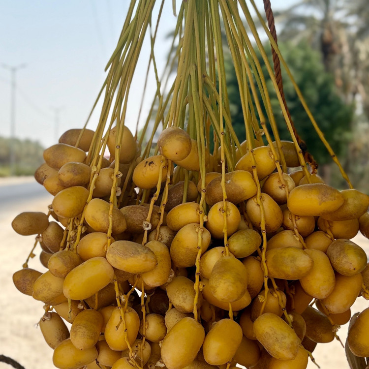 پک خارک تازه وشیرین جنوبی ارسال سریع دوروزه باچاپار)یک کیلویی)
