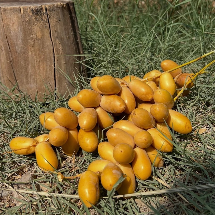 پک خارک تازه وشیرین جنوبی ارسال سریع دوروزه باچاپار)یک کیلویی)