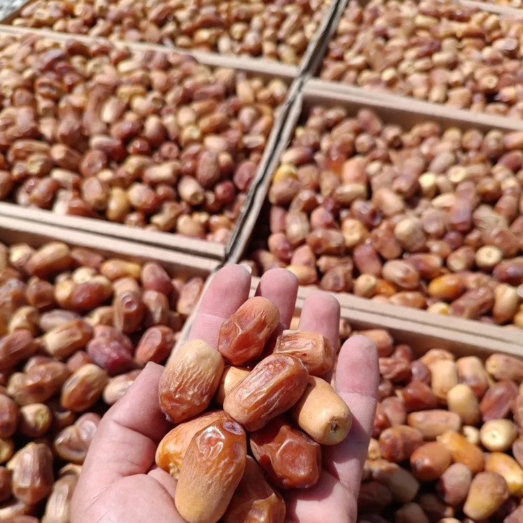 خرما زاهدی درشت و درجه یک کم قند