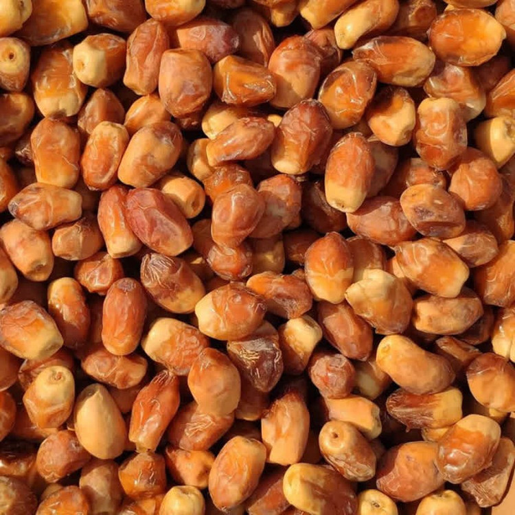خرما زاهدی درشت و درجه یک کم قند