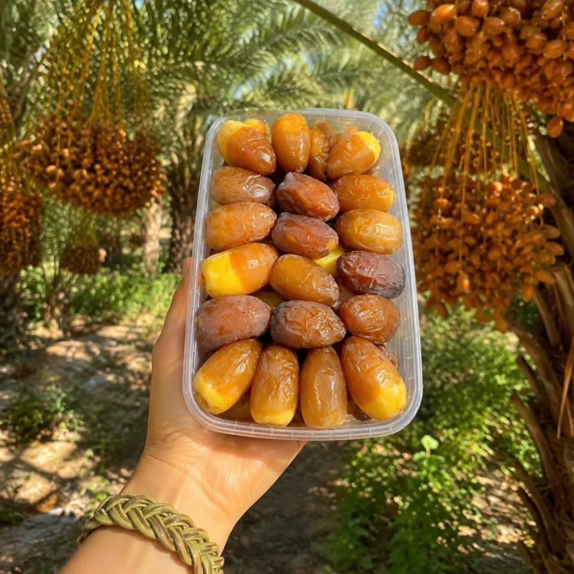 رطب عسلی تازه پک سه کیلویی