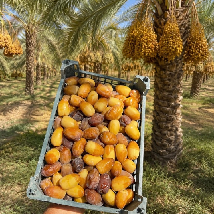 رطب عسلی تازه پک سه کیلویی